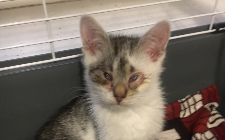 Zbiórka Na ratunek Maluchom - zdjęcie główne