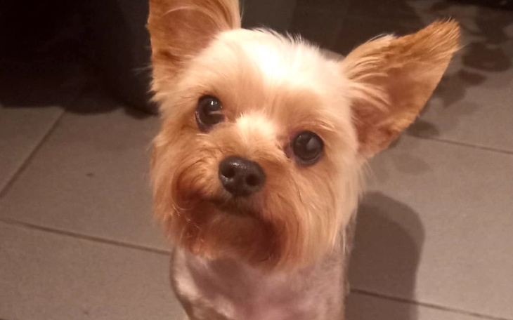 Zbiórka Operacja łapki Vivienne - zdjęcie główne