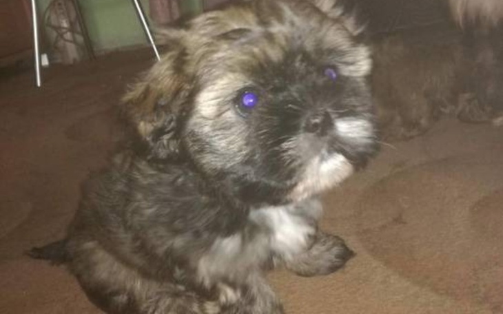 Zbiórka Dla pieska walczącego z rakiem - zdjęcie główne