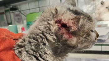 Zbiórka Mela złamane serduszko - miniaturka zdjęcia