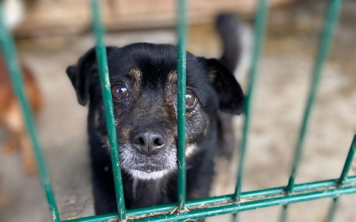 Zbiórka Diagnostyka nóżki Hipcia - zdjęcie główne