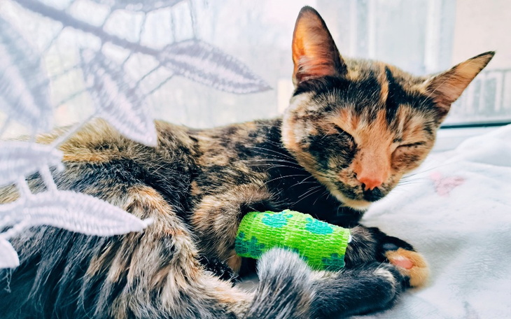 Zbiórka Śmiertelna Choroba Lunki - zdjęcie główne