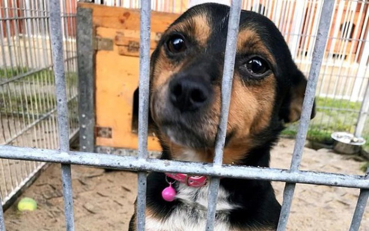 Zbiórka Cieszyn dla Piesków - zdjęcie główne