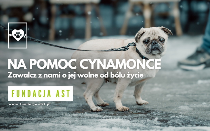 Pies Cynamonka potrzebuje pomocy, aby żyć bez bólu.