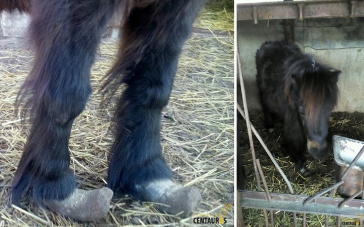 Zbiórka Staruszka potrzebuje pomocy - zdjęcie główne