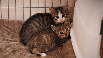 Zbiórka Pomóżmy małym kociakom 🐱 - miniaturka zdjęcia