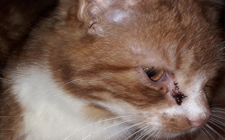 Zbiórka Rudek prosi o pomoc - zdjęcie główne