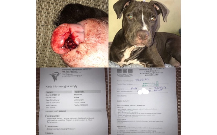 Zbiórka Pomóżcie ratować Kire - zdjęcie główne