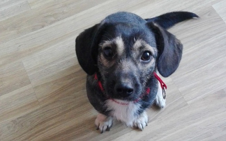 Zbiórka Ajka zbiera na transport do domu - zdjęcie główne