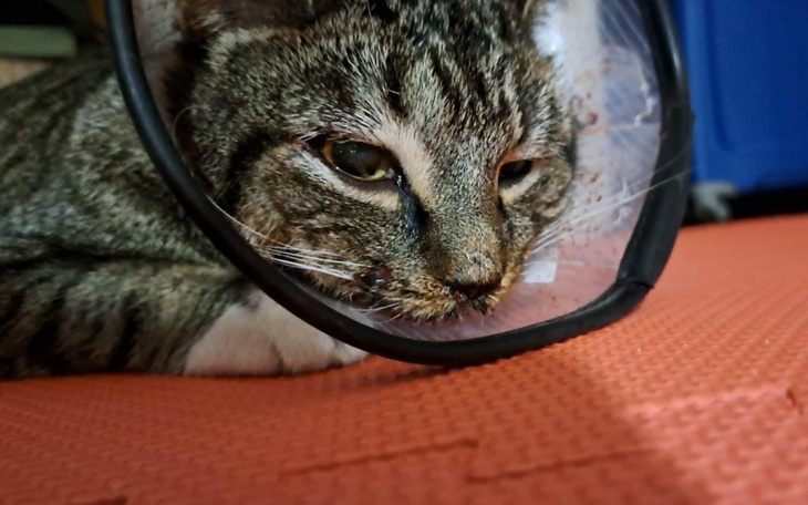 Zbiórka Kicia_Laura - zdjęcie główne