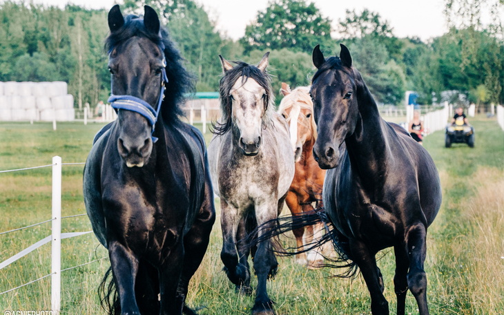 Grupa koni na pastwisku, wśród zieleni i drzew.