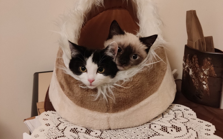 Zbiórka Pomoc dla Drzazgi i Brysi - zdjęcie główne