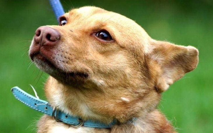 Zbiórka Głodzony pies zabrany z meliny - zdjęcie główne