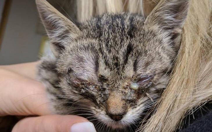 Zbiórka Chore oko Cyklopki - zdjęcie główne