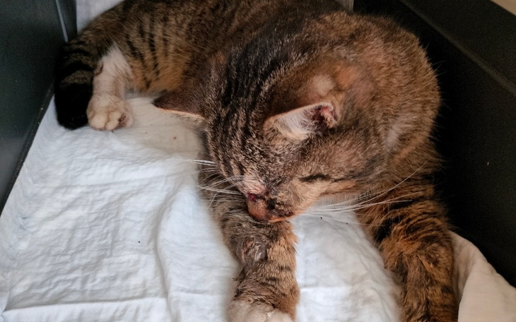 Zbiórka Pogryziony kotek błaga o Pomoc - zdjęcie główne