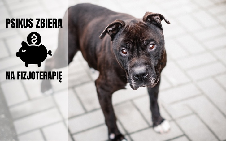 Zbiórka Walczymy o łapki Psikusa - zdjęcie główne