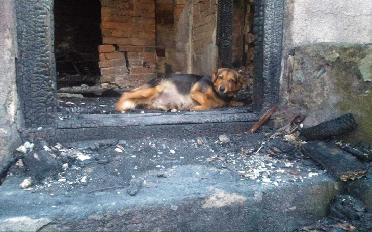 Pies odpoczywający w zniszczonym budynku, pokazujący siłę przetrwania.