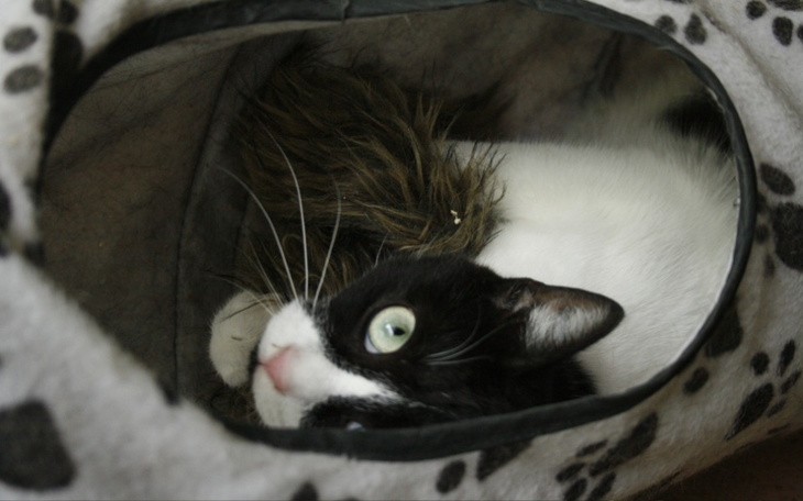 Czarny i biały kot leżący w legowisku.