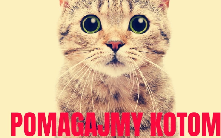 Zbiórka Pomoc dla porzuconych kotów - zdjęcie główne