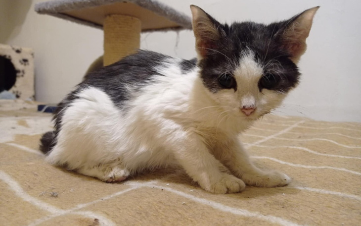 Zbiórka Rumba umrze jeśli nie pomożemy - zdjęcie główne