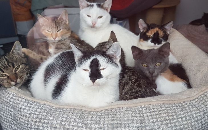 Zbiórka Na potrzeby domu tymczasowego i - zdjęcie główne