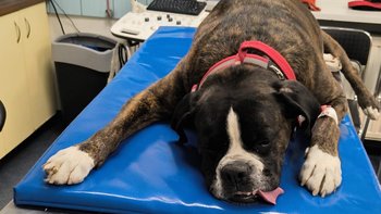 Zbiórka Gigi: walka o życie - miniaturka zdjęcia