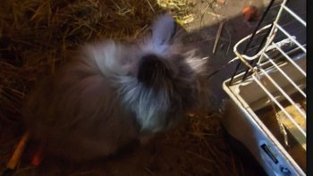 Zbiórka Leczenie i rehabilitacja Pompona - miniaturka zdjęcia