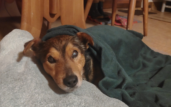 Pies owinięty w koc, odpoczywający w domowym otoczeniu.