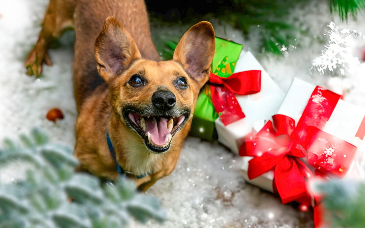 Zbiórka GWIAZDKA dla Kermita - zdjęcie główne