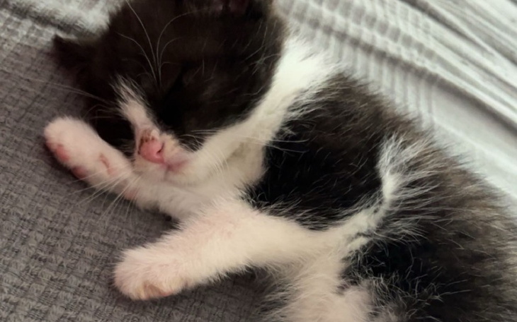 Zbiórka Mały kociak potrzebuje operacji - zdjęcie główne