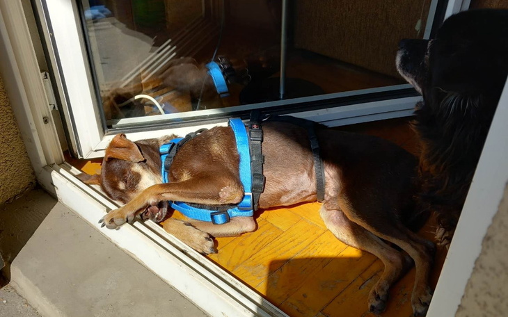 Zbiórka Staruszek Kubuś czeka na pomoc - zdjęcie główne