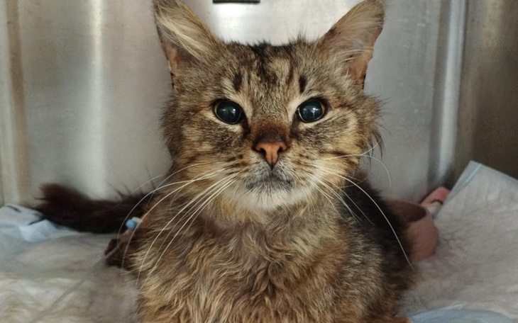 Kot z wyraźnymi oczami leży na stole w klinice.