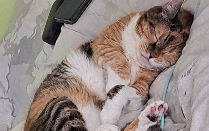 Kot śpiący na poduszce, zrelaksowany i spokojny.