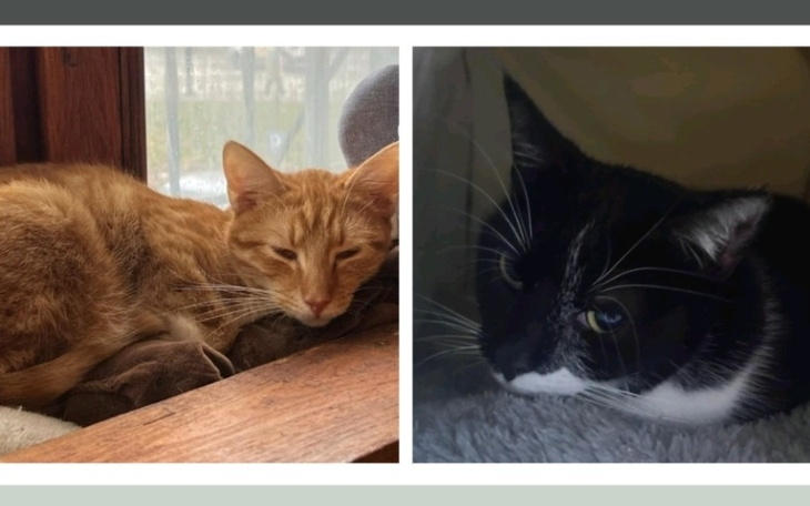 Dwa koty odpoczywające obok siebie na oknie.