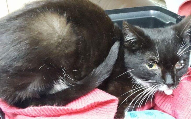 Zbiórka Chora kotka walczy o życie! - zdjęcie główne