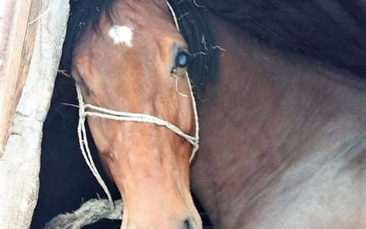 Zbiórka Oślepiony koń chce żyć - zdjęcie główne