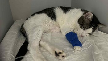 Zbiórka Tobi - miniaturka zdjęcia