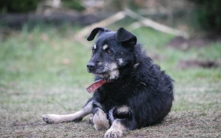 Czarny pies leżący na trawie, z obrożą na szyi.