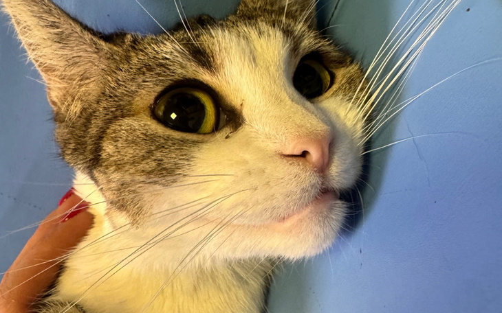 Kot z dużymi oczami, leżący na niebieskim tle.