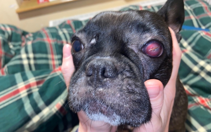 Pies rasy buldog francuski z problemami zdrowotnymi.