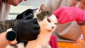 Zbiórka Ratuj Elizkę - miniaturka zdjęcia