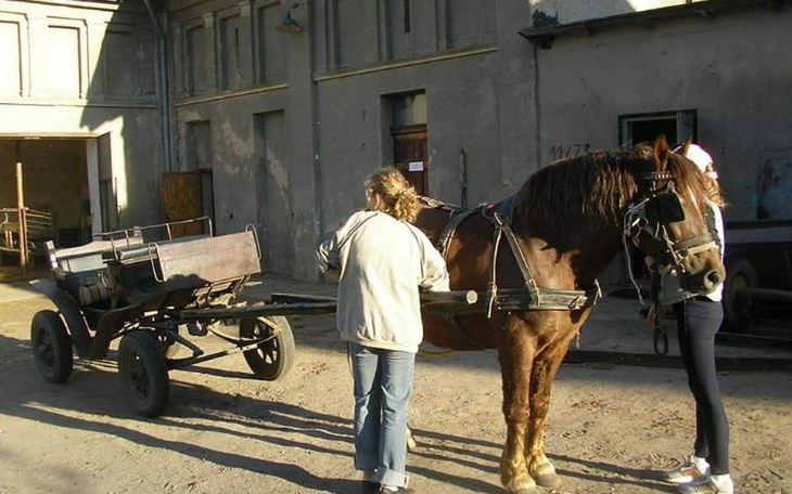 Zbiórka Powrót Buły do domu - zdjęcie główne