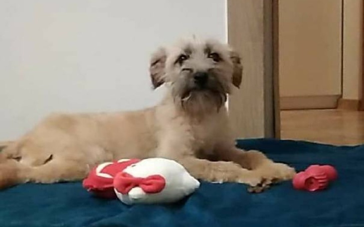 Zbiórka Pomoc w leczeniu dla Bianki - zdjęcie główne