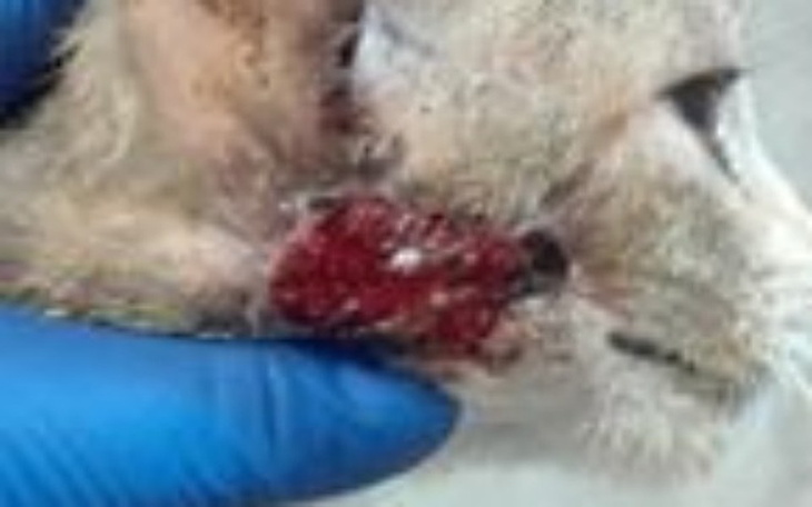 Zbiórka okaleczona błaga o pomoc - zdjęcie główne