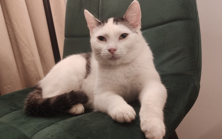 Zbiórka Mała Minisia walczy o życie - zdjęcie główne