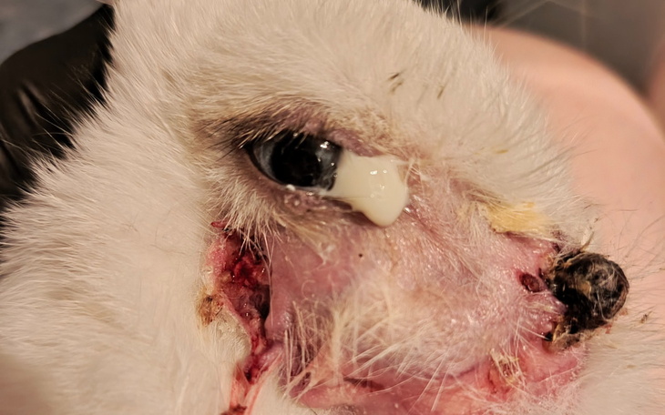 Zraniona twarz białego kota z wydobywającym się płynem.