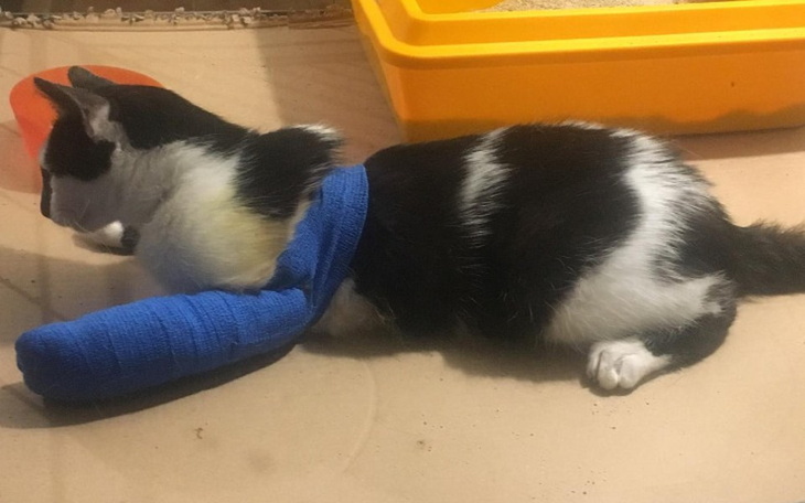 Zbiórka Milka kocia kaleka - zdjęcie główne