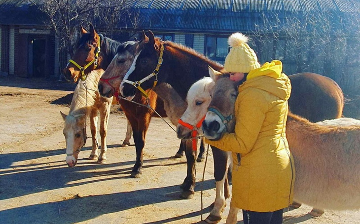 Zbiórka Anita Liberty Horse Fund - zdjęcie główne