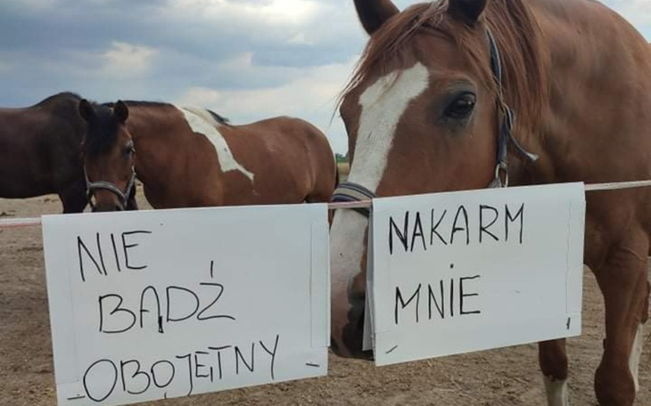 Konie z tabliczkami, apelujące o pomoc i karmienie.