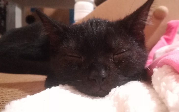 Zbiórka Na założenie kociej fundacji - zdjęcie główne